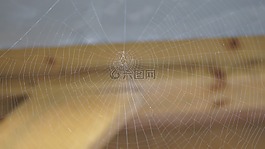 web,蜘蛛网