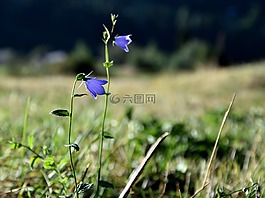 花,草地,蓝色