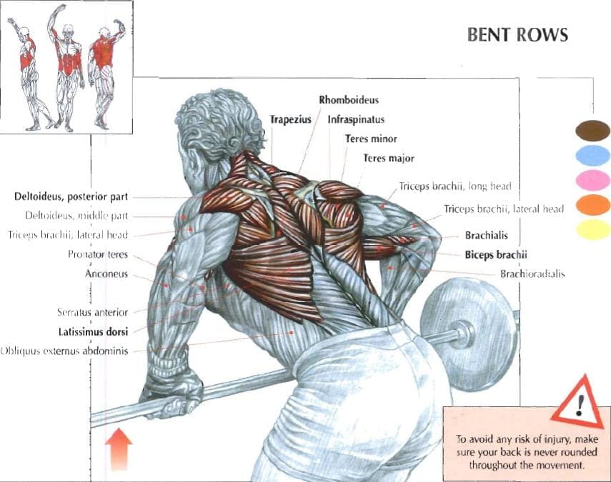 barbell row muscles worked by the exercises