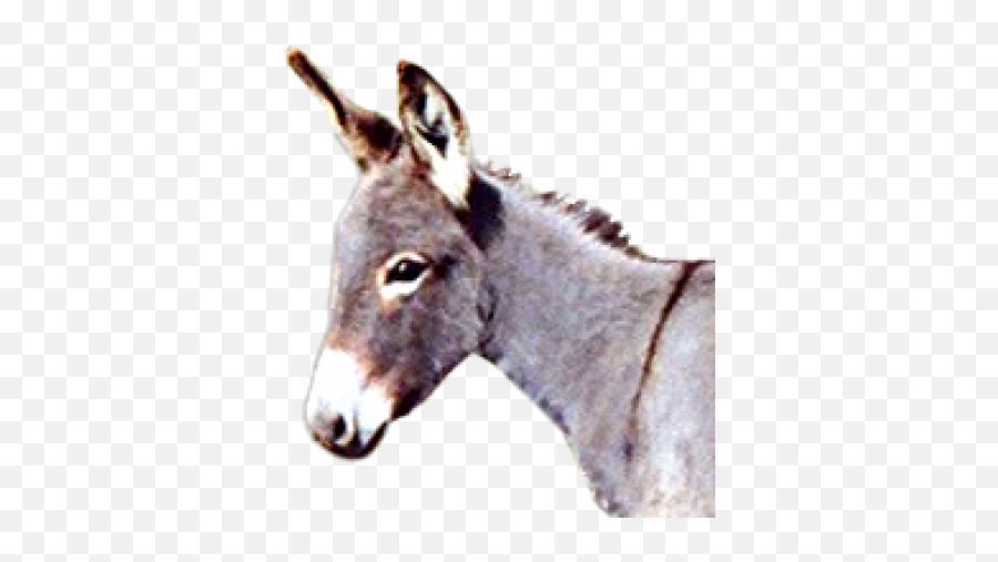 Releases Github - Mule Emoji,Donkey Emoji Copy And Paste