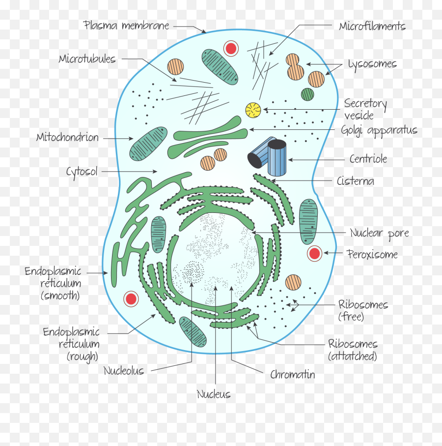 Top 117 + Ultrastructure of animal cell - Inoticia.net