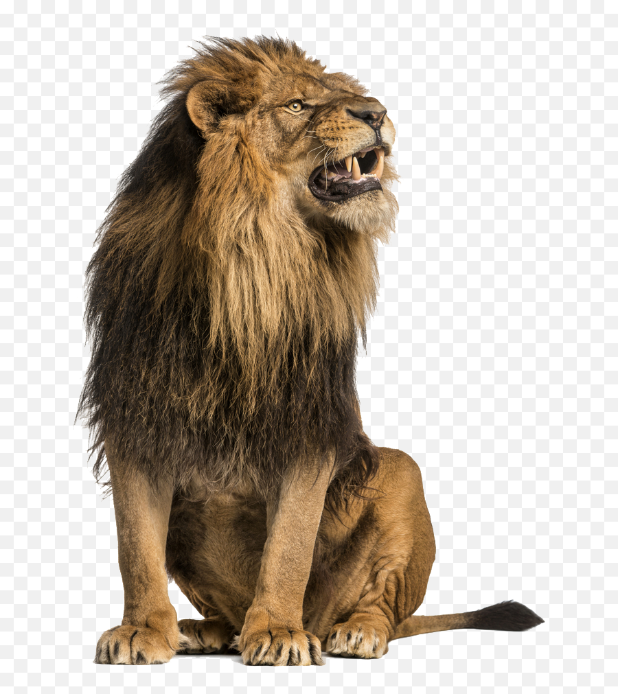 Transparent Background Lion Png Images - White Wallpaper Lion Stock,Lion Png  - free transparent png images 