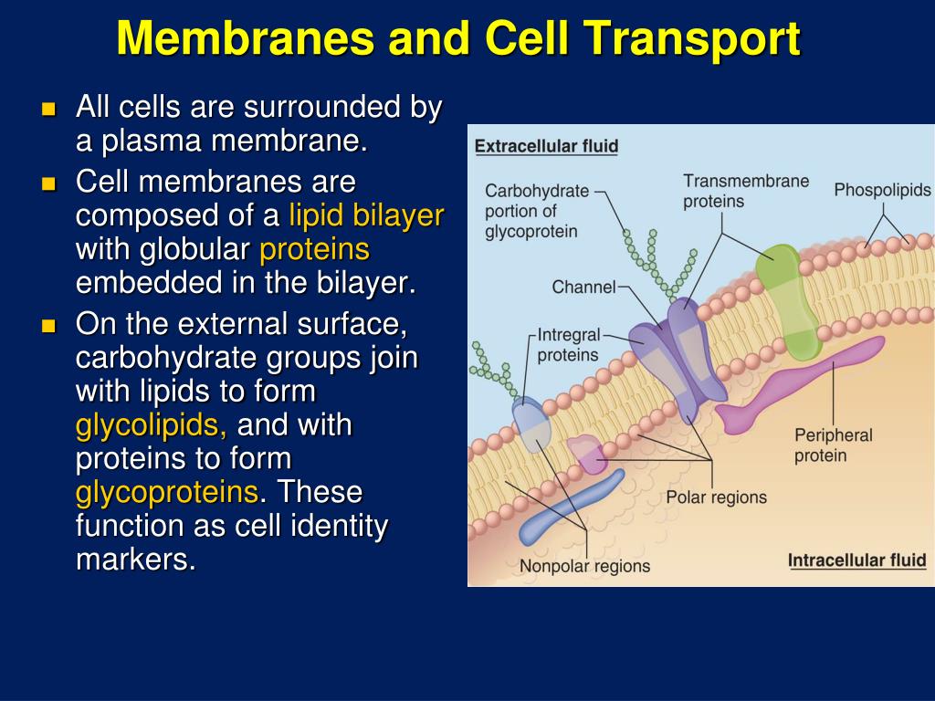 Cell Membrane Function Ency123