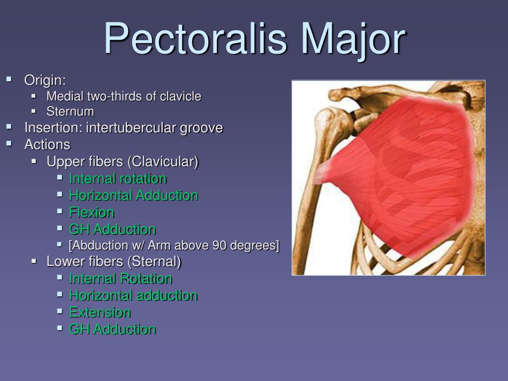 Clavicular Head Of Pectoralis Major