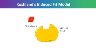 Koshland’s Induced Fit Model
 