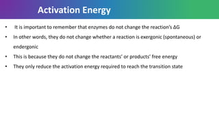 Activation Energy
• It is important to remember that enzymes do not change the reaction’s ∆G
• In other words, they do not change whether a reaction is exergonic (spontaneous) or
endergonic
• This is because they do not change the reactants’ or products’ free energy
• They only reduce the activation energy required to reach the transition state
 