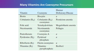 Many Vitamins Are Coenzyme Precursors
 