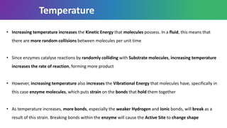 • Increasing temperature increases the Kinetic Energy that molecules possess. In a fluid, this means that
there are more random collisions between molecules per unit time
• Since enzymes catalyse reactions by randomly colliding with Substrate molecules, increasing temperature
increases the rate of reaction, forming more product
• However, increasing temperature also increases the Vibrational Energy that molecules have, specifically in
this case enzyme molecules, which puts strain on the bonds that hold them together
• As temperature increases, more bonds, especially the weaker Hydrogen and Ionic bonds, will break as a
result of this strain. Breaking bonds within the enzyme will cause the Active Site to change shape
Temperature
 