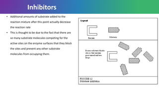 • Additional amounts of substrate added to the
reaction mixture after this point actually decrease
the reaction rate
• This is thought to be due to the fact that there are
so many substrate molecules competing for the
active sites on the enzyme surfaces that they block
the sites and prevent any other substrate
molecules from occupying them.
Inhibitors
 