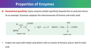 Properties of Enzymes
D. Geometrical specificity: Some enzymes exhibit specificity towards the cis and trans forms.
As an example, fumarase catalyzes the interconversion of fumaric and malic acids
• It does not react with maleic acid which is the cis isomer of fumaric acid or with D-malic
acid.
 