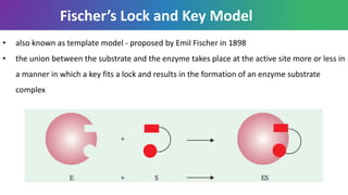 Fischer’s Lock and Key Model
• also known as template model - proposed by Emil Fischer in 1898
• the union between the substrate and the enzyme takes place at the active site more or less in
a manner in which a key fits a lock and results in the formation of an enzyme substrate
complex
 