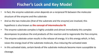 Fischer’s Lock and Key Model
• In fact, the enzyme-substrate union depends on a reciprocal fit between the molecular
structure of the enzyme and the substrate
• And as the two molecules (that of the substrate and the enzyme) are involved, this
hypothesis is also known as the concept of intermolecular fit
• The enzyme-substrate complex is highly unstable and almost immediately this complex
decomposes to produce the end products of the reaction and to regenerate the free enzyme.
• The enzyme-substrate union results in the release of energy. It is this energy which, in fact,
raises the energy level of the substrate molecule, thus inducing the activated state
• In this activated state, certain bonds of the substrate molecule become more susceptible to
cleavage.
 