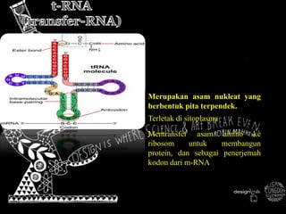 RNA | PPT | Free Download