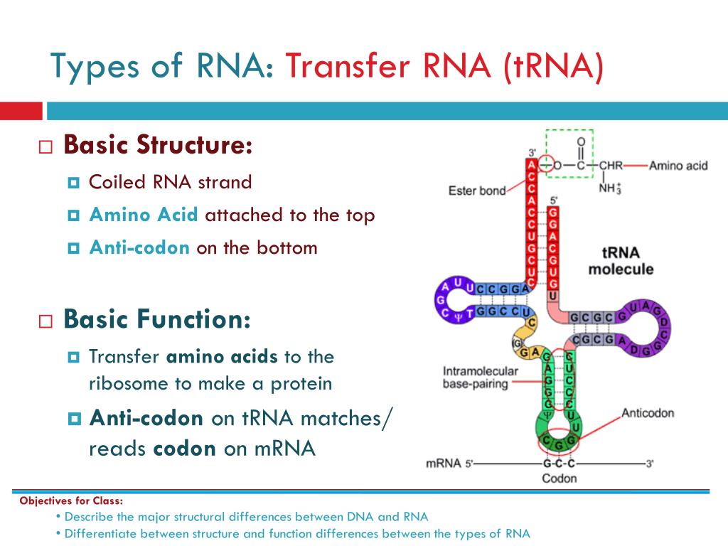 What Is Dna And Rna And Their Structure And Functions Kalitumpang | Hot ...