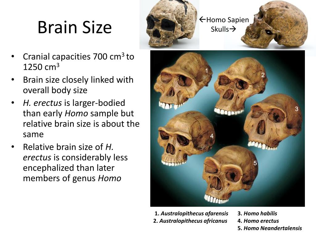 Homo Sapiens Skull Characteristics