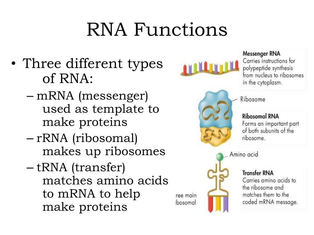 DNA And RNA Function