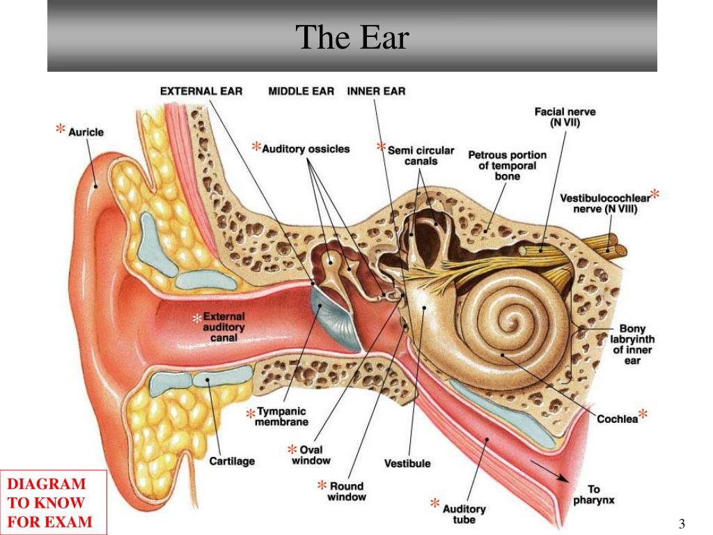 Anatomy of the ear practice test - inrikofunding