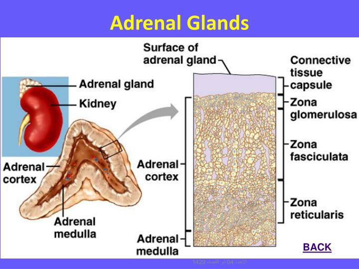 What hormones do the adrenal glands produce - gaseempire