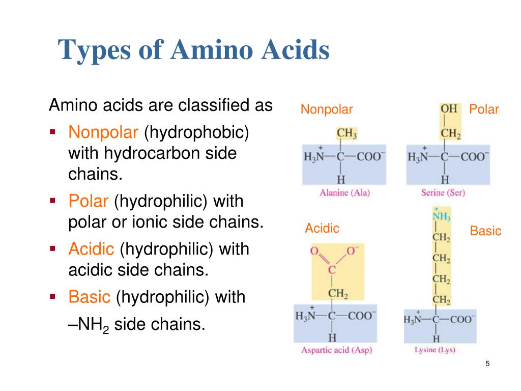 Amino Acids