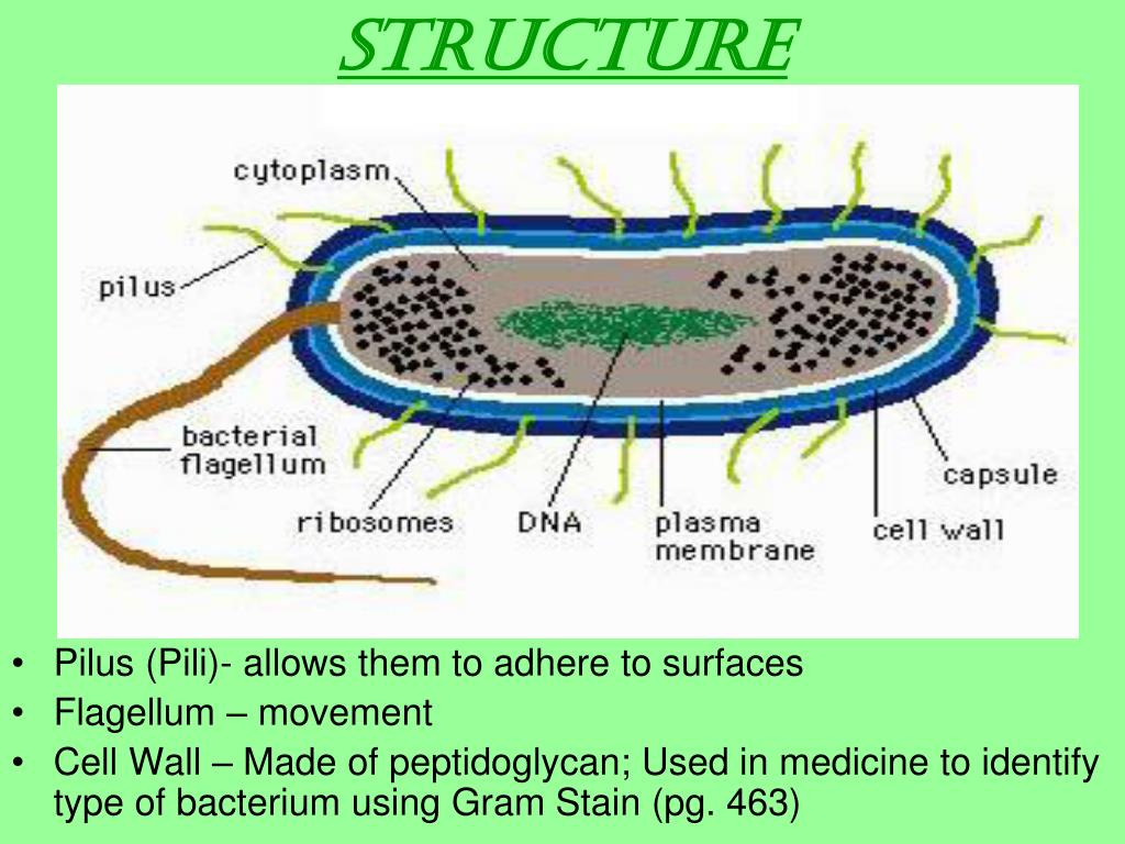 PPT - Prokaryotic Cell PowerPoint Presentation, free download - ID:5765091