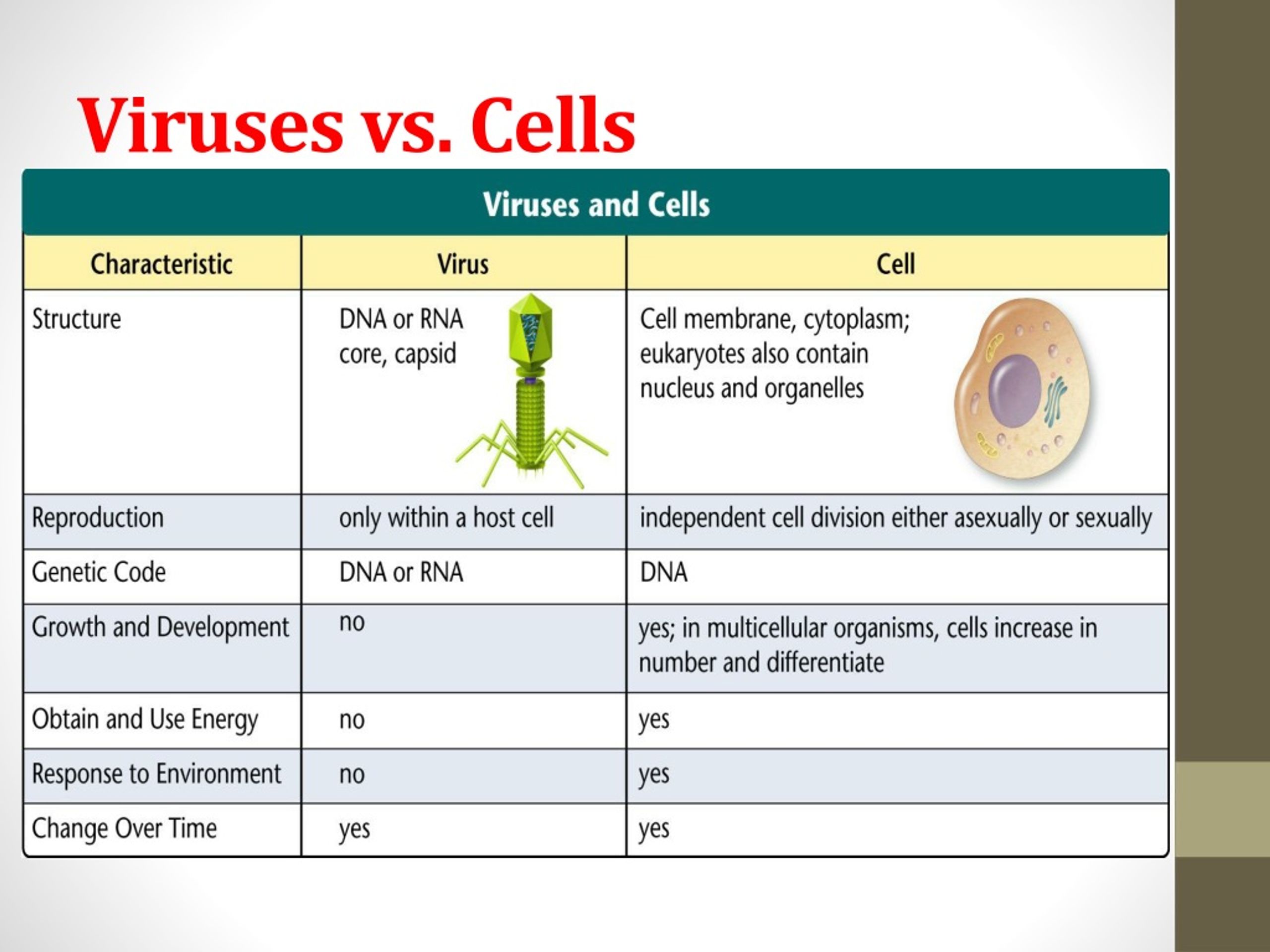 Ppt Prokaryotic Cells Eukaryotic Cells And Virus Notes Gallery | Hot ...