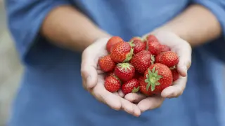 Una persona recoge fresas.