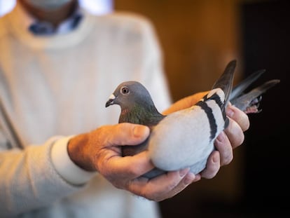 El copropietario de la casa de subastas Pipa, especializada en palomas, muestra a New Kim. 