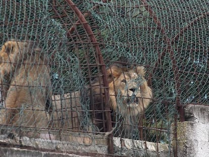 Varios leones recorren el interior de su jaula en el clausurado Safari Zoo Park ubicado en Mbrostar, Albania.