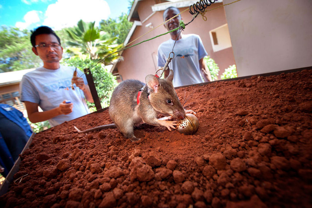 Ratazanas esto salvando um monte de vidas da maneira mais surpreendente 04