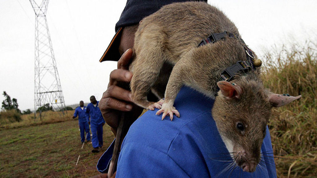 Ratazanas esto salvando um monte de vidas da maneira mais surpreendente 05