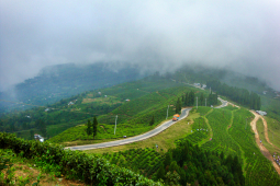 Tea garden at Kanyam