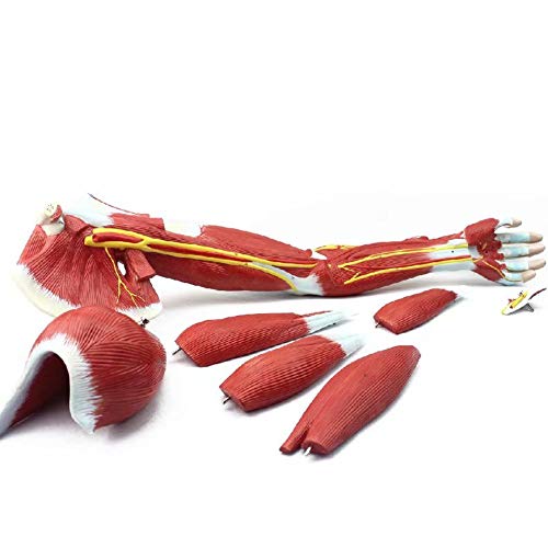 Buy Zgood Medical Upper Limb Muscle Anatomy Model Arm Muscle Human ...