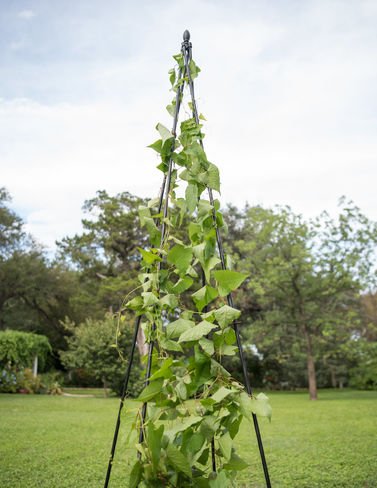 Gardeners Supply Company Extra Tall Garden Teepee Trellis | Sturdy Plant Support for Peas, Beans, Squash, and Other Garden Climbing Vine Plants | Quick and Easy Setup - 87" H