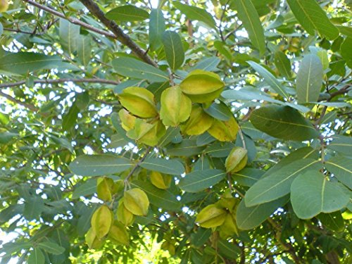 Creative Farmer Tree Seeds For Investment Terminalia Arjuna Tree Seeds For Large Area Tree Seeds Garden Pack Professional Pack