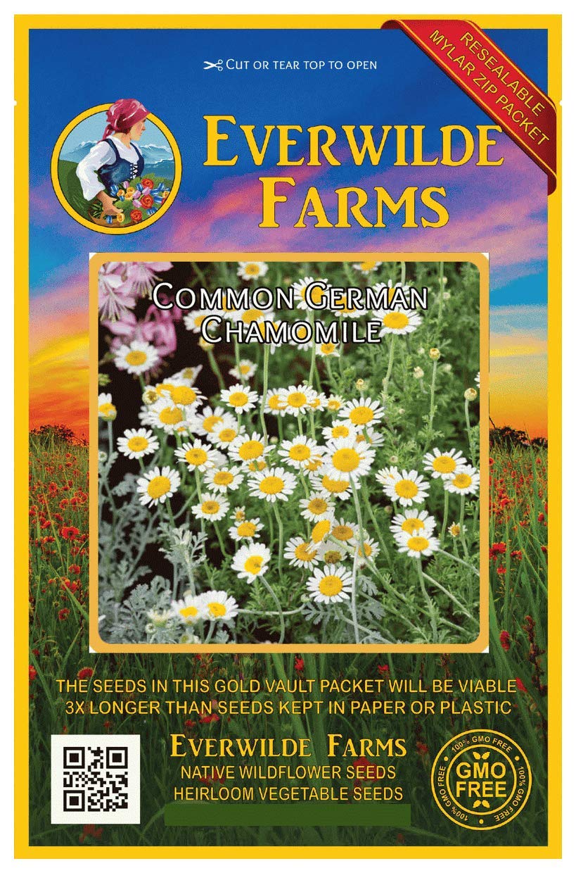 Everwilde Farms - 1000 Common German Chamomile Herb Seeds - Gold Vault Jumbo Seed Packet