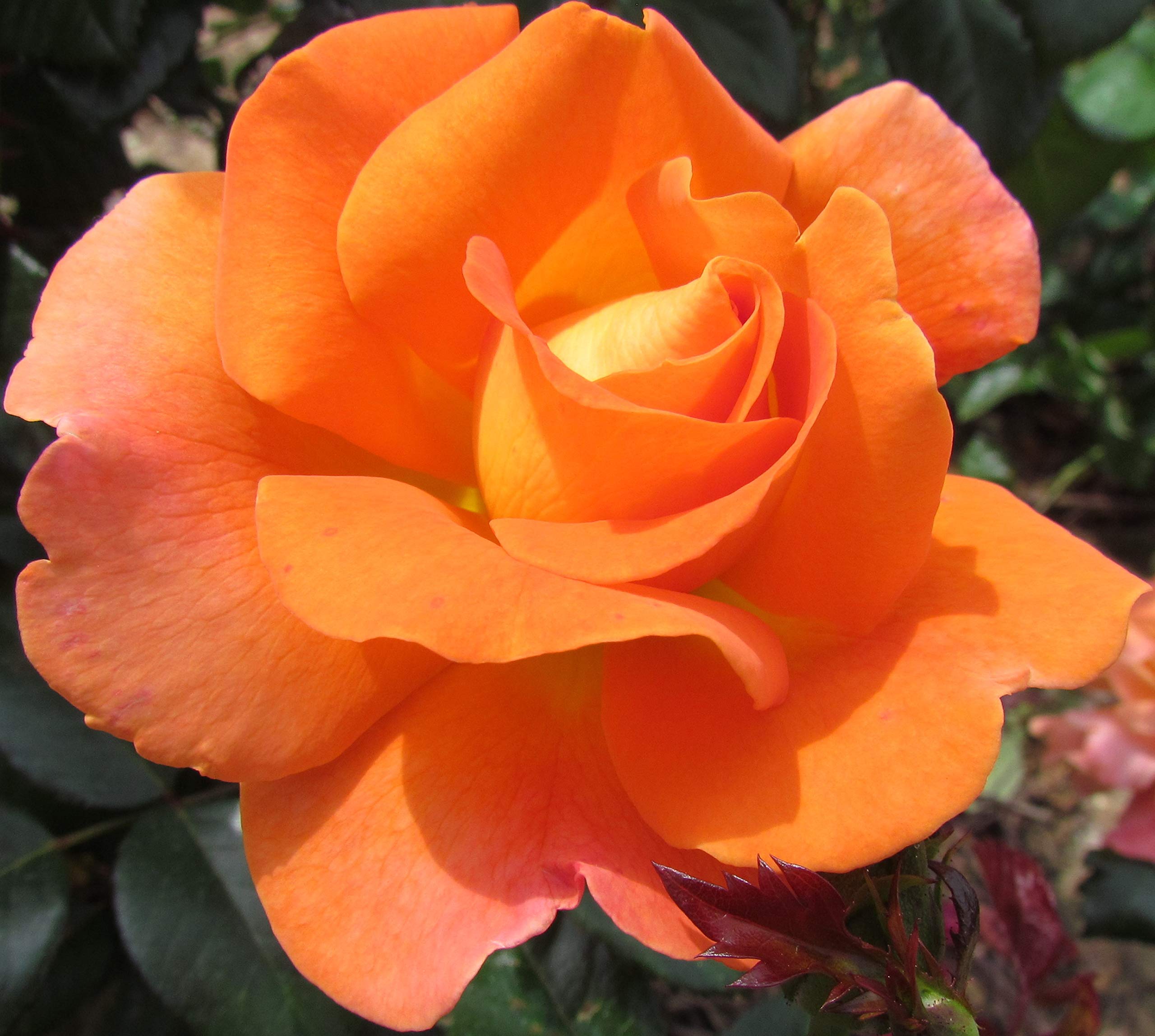 Loving Mum - 5.5lt Potted Hybrid Tea Garden Rose Bush - Beautifully Shaped Deep Orange Blooms with Unusual Scalloped Edged Petals - A Great Gift for All Mums