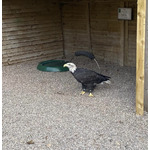 The Falconry Centre