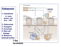 Gonorrhea: Pathogenesis