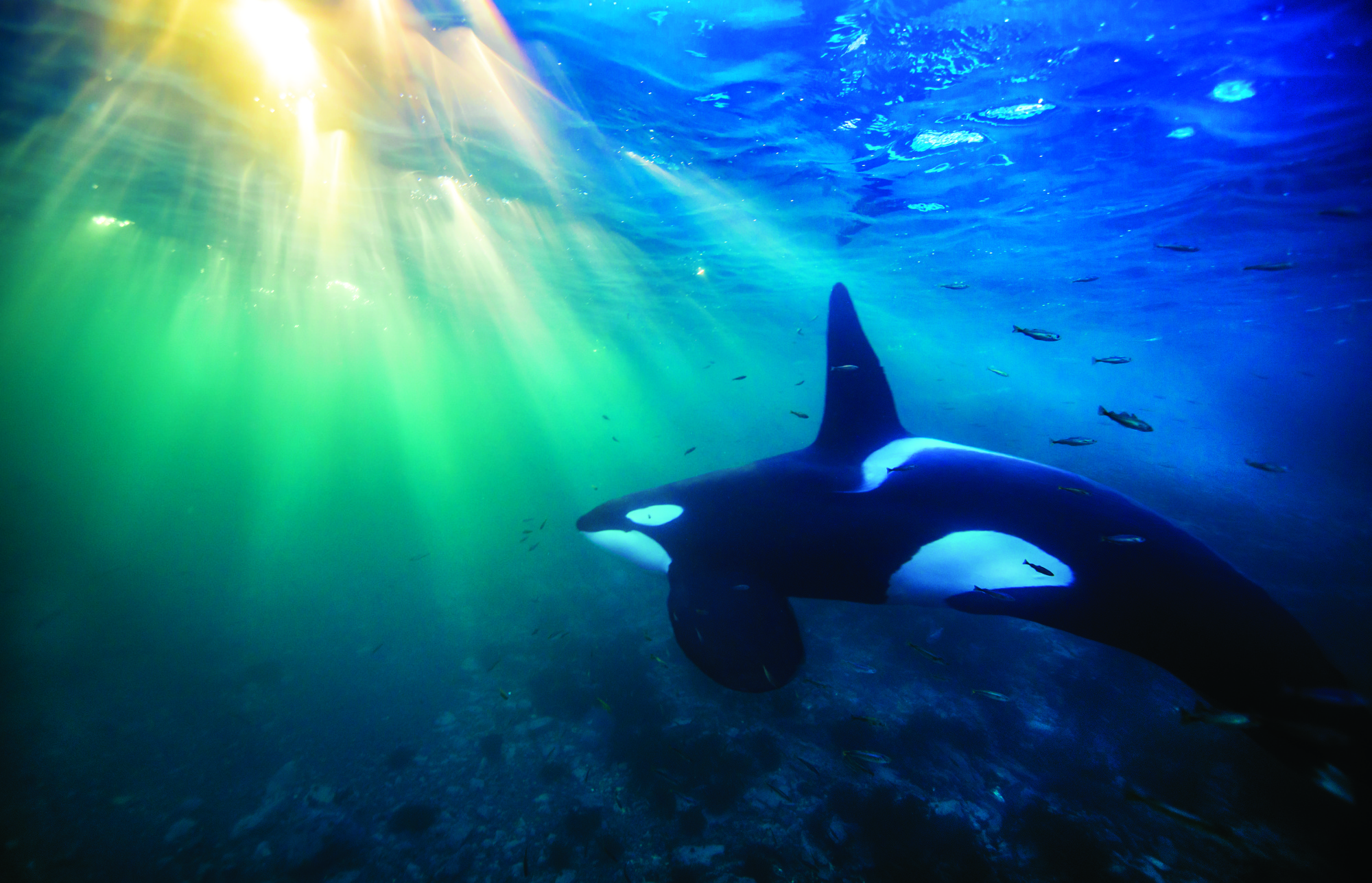 Orca Whales Wallpaper