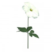 anemone flower v1  3d model