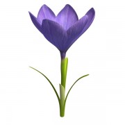 crocus flower v1  3d model