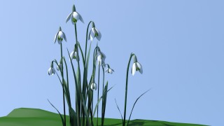 snowdrops flower 3d model