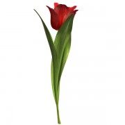 tulip flower v1  3d model