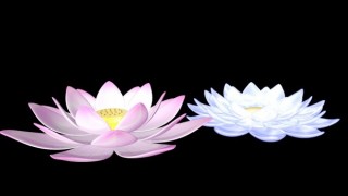 Lotus 3d model