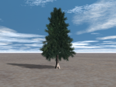 Hemlock Tree 3d model