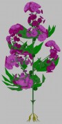 purple crisantemum 3d model