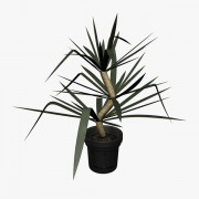 Yucca Plant v1  3d model