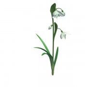 snowdrop flower v1  3d model