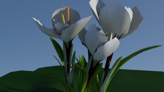 crocus 3d model