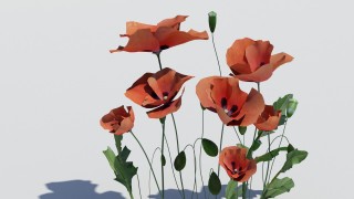 Poppy field 3d model